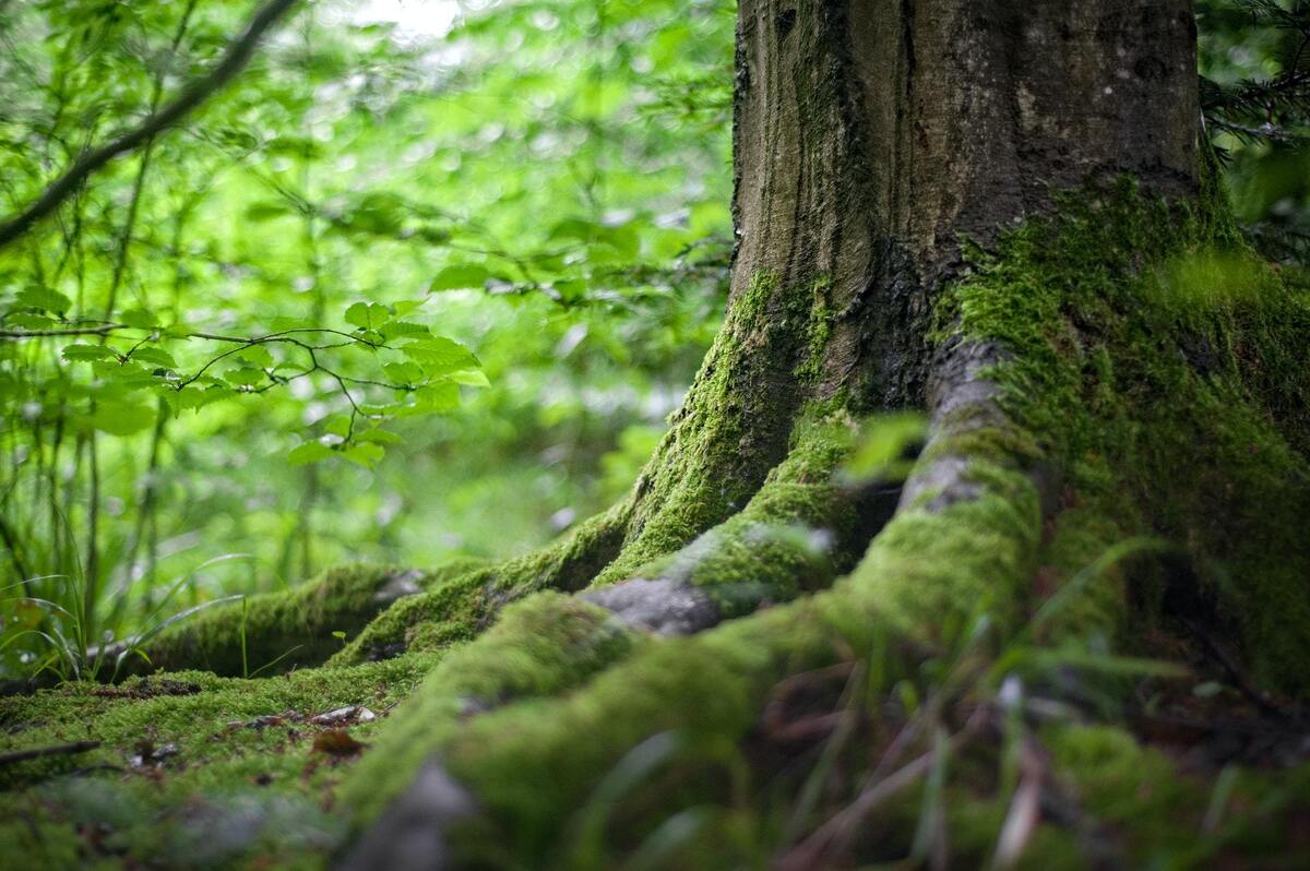 Understanding Trauma Bonds and Healing in Relationships