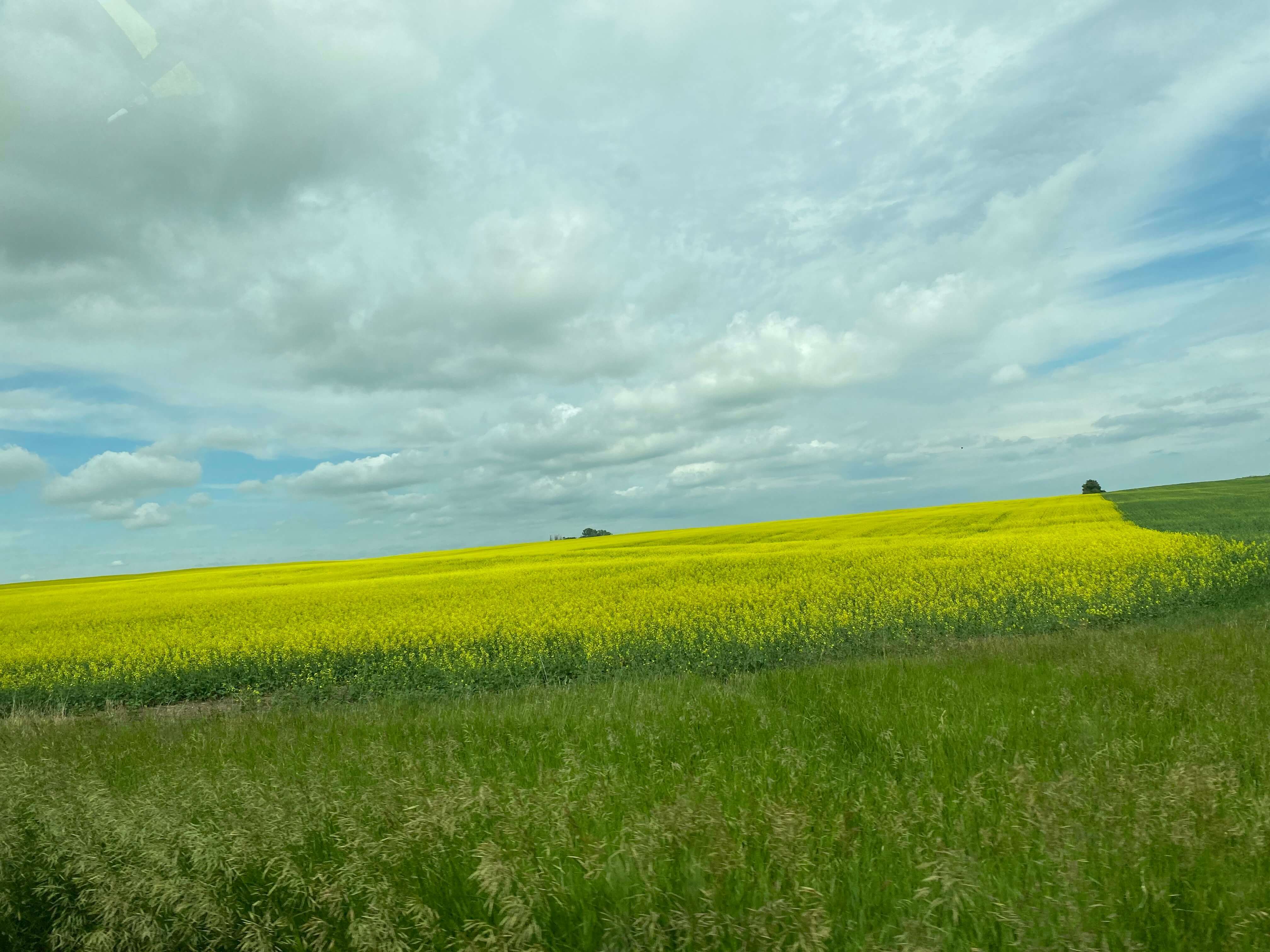 Canola%20(1)