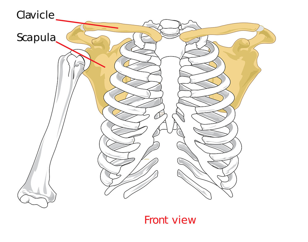 Shoulder Impingement