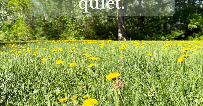 Dandelions and Resilience: Reflections on Growth, Seasons, and Care image