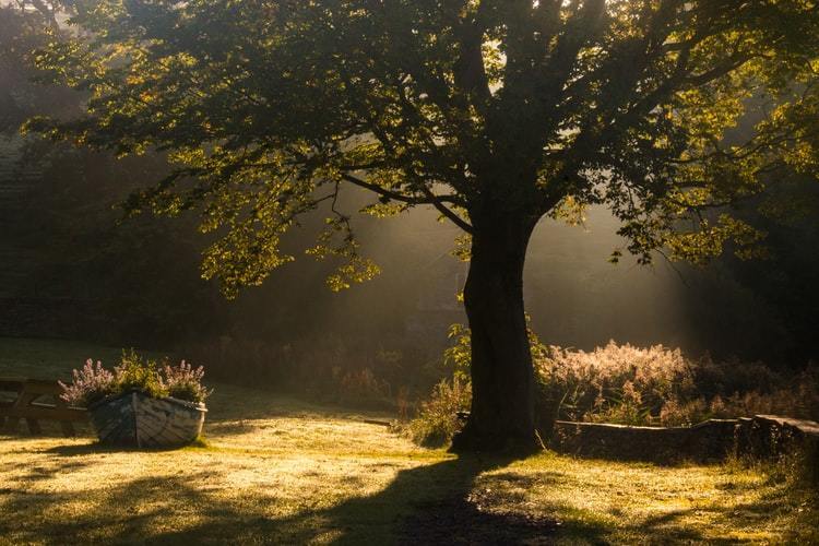 Tree symbolizing nervous system healing and emotional safety in OCD therapy”
