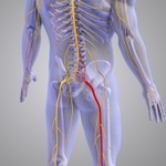 Detailed medical graphic of the human central nervous system illustrating spinal cord pathways and sensory receptor networks.