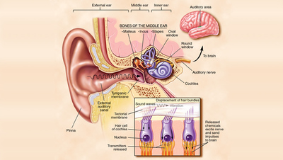 Tinnitus doctor in Kingwood