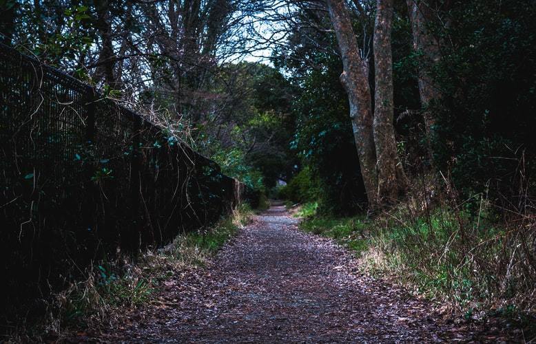 Depth therapy and mindfulness image — path through forest representing emotional clarity and transformation