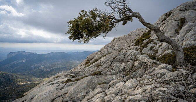 What Is Resilience, Really? (And What It Isn’t) image