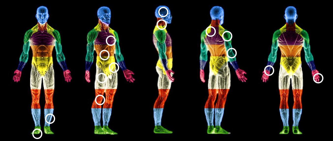 Body segments