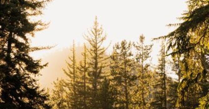 The Importance of Spinal Health for Overall Wellness