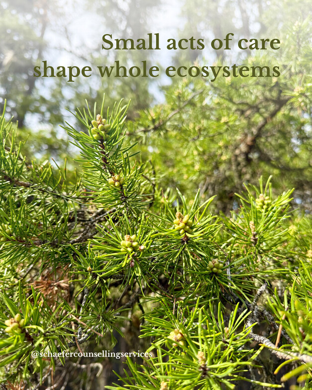 Close-up of fresh, light green bud clusters growing on a pine branch against a blurred background of sunlit trees.