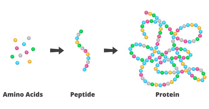 Peptide Therapy