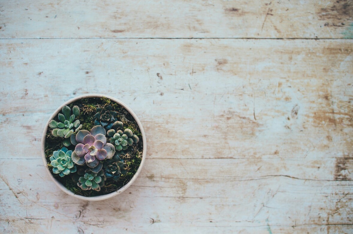 Potted indoor plant symbolizing emotional growth and secure attachment in relationships