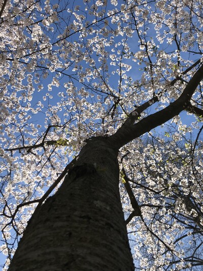 Cultivate a greater sense of safety, authenticity, and capacity to experience more ease, pleasure, and connection in your life.