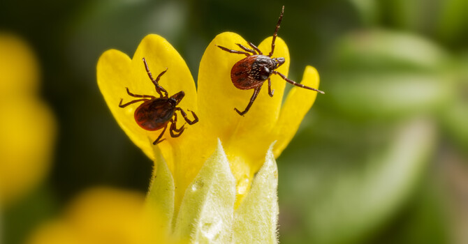 Lyme & Tick-Borne Illnesses: What You Need to Know image