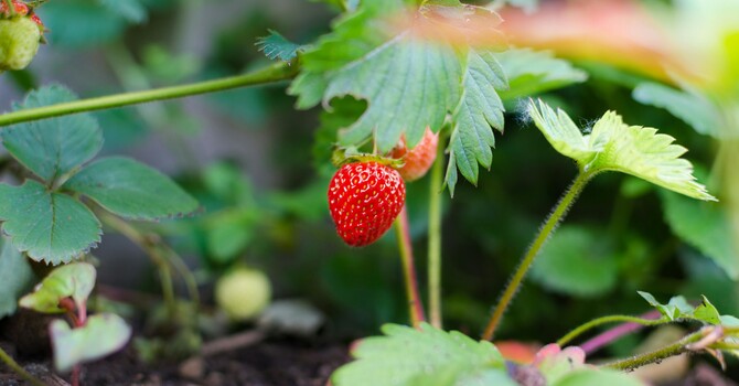 Tending to Your Garden and Your Body image
