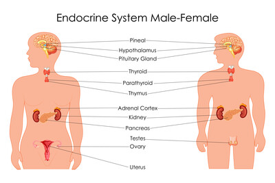 Link to: /programs/balancing-hormones
