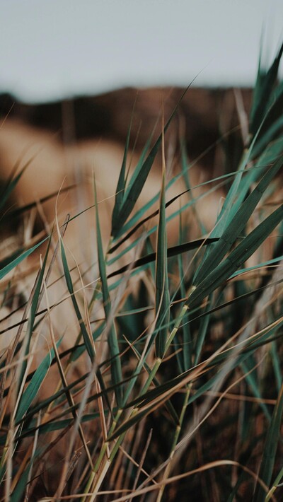blades of grass