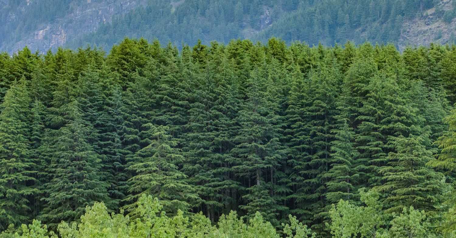 evergreen forest