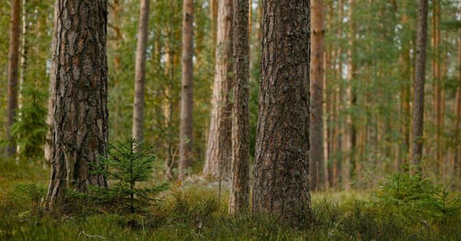 The Power of Perspective: How to Take A "Reflective Stance"