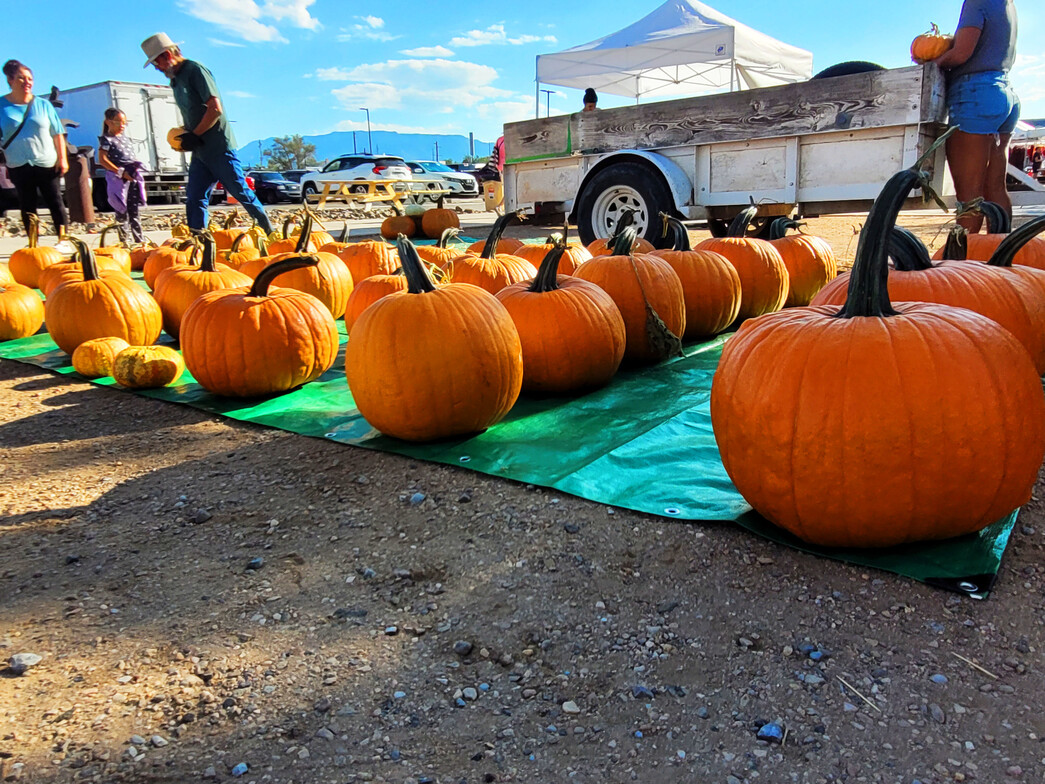 ABQ Rail Yards Market - Sacred Patterns Acupuncture - Dr Andrew Moser, DOM, MBA - September 29, 2024 
