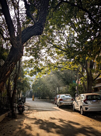 Cars parked on sunny tree lined street