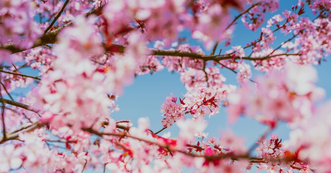 The Psychology of "Post-Winter Renewal" image