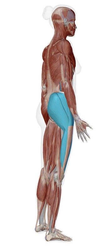 Picture of discussed muscles in the back of the body