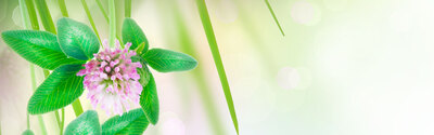 Link to: /cancer-support-services