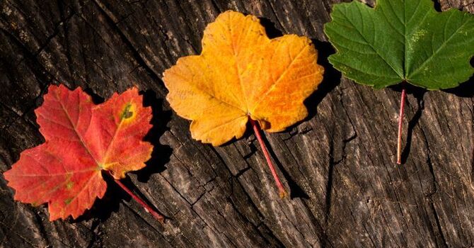How Life Transitions Therapy Helps Making Sense of Loss and Change image