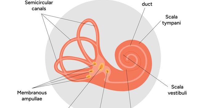 Vestibular Therapy What It Is and How It Helps image