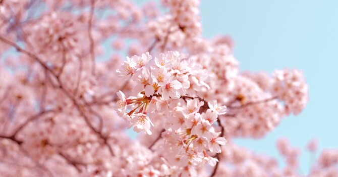 Early Spring: Movement, Not Pressure image