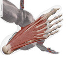 Plantar Fascia muscles
