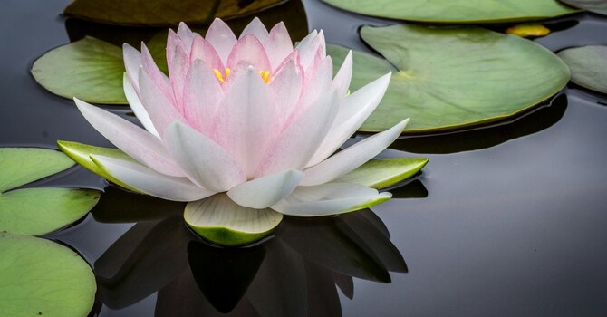 Integrative Health Clarity Consulting
