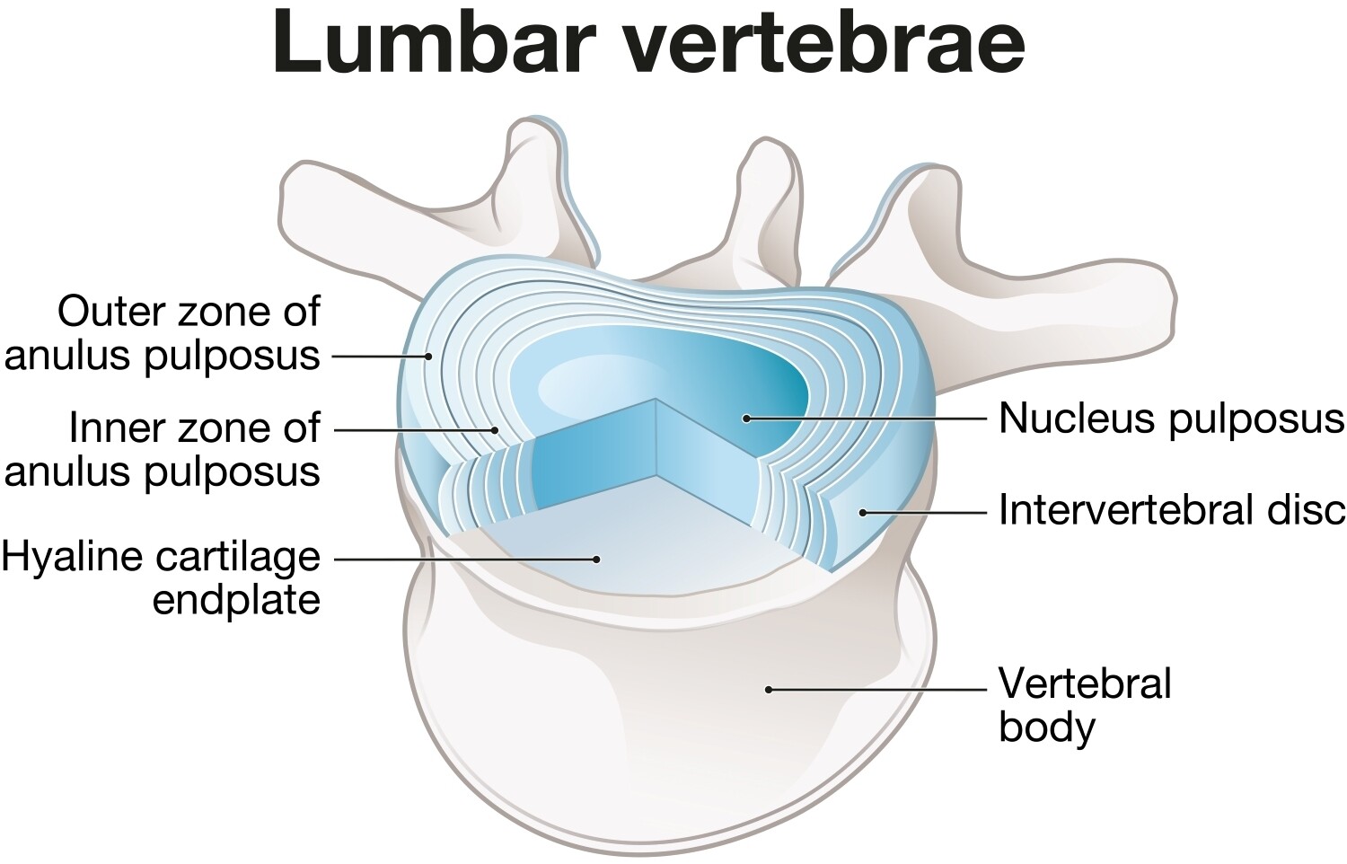 lumbar-vertebra-anatomy-diagram