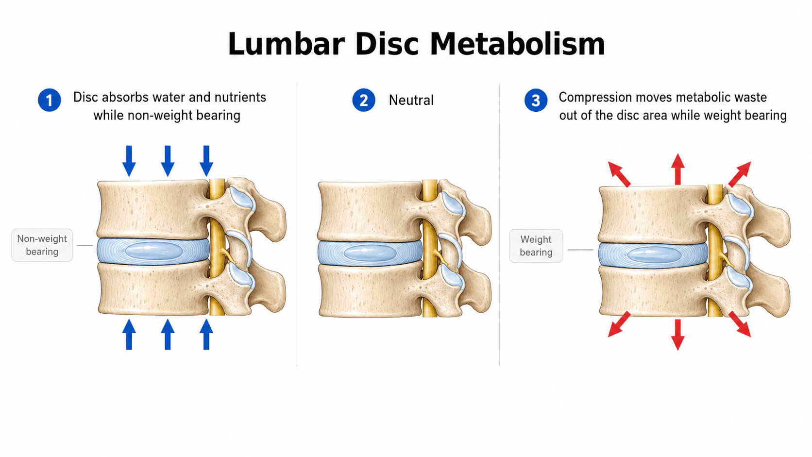 lumbar-disc-metabolism-nutrition-cycle