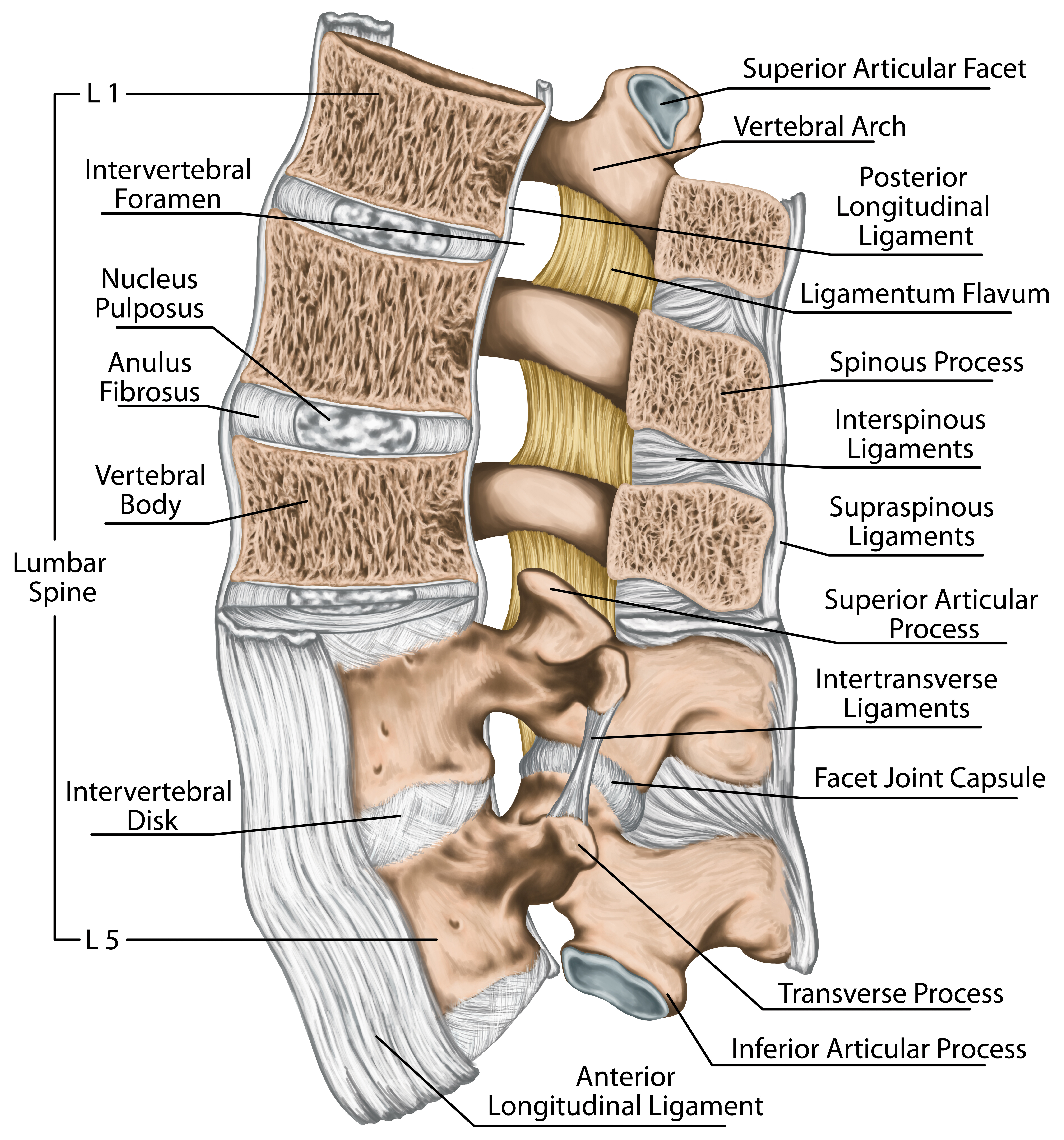 lumbar-spine-ligaments-anatomy-side-view
