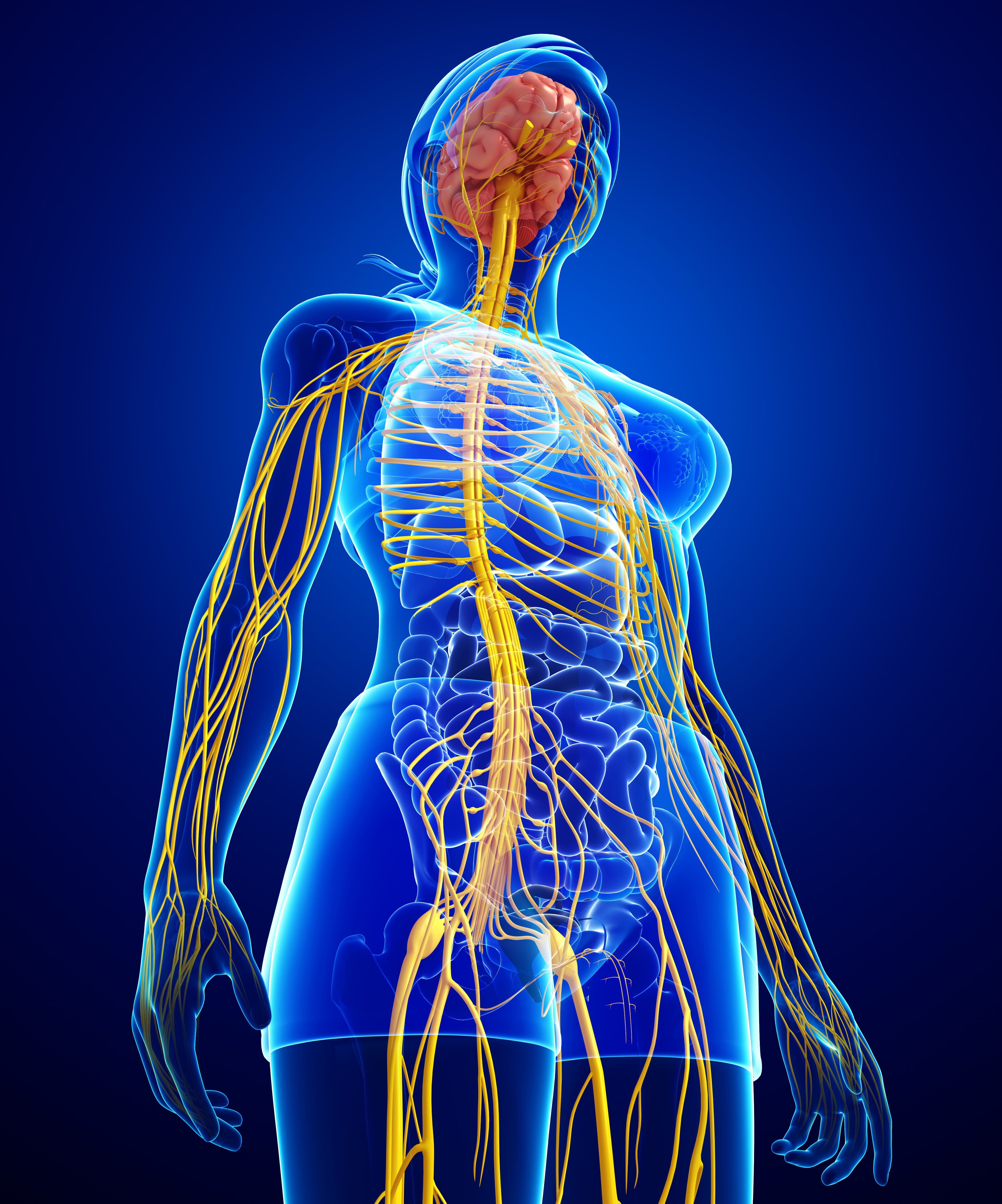 human-central-nervous-system-anatomy