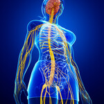 Full-body anatomical model highlighting the human central nervous system, including the brain, spinal cord, and peripheral nerves.