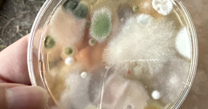 Fungus and Mycotoxins