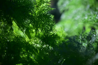 Fresh organic dill leaves representing foundational whole-food nutrition and botanical care.