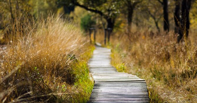 The Power of Perspective: How to Take A "Reflective Stance"