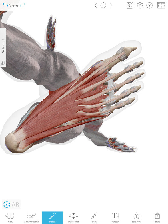 Plantar Fascia muscles