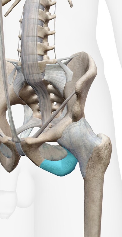 Picture of the Femoral Head