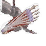 Plantar Fascia