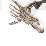 The 26 bones of the foot