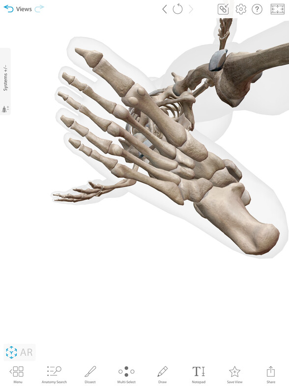 The 26 bones of the foot