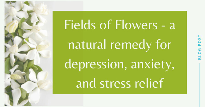 Fields of Flowers – A Natural Remedy for Depression, Anxiety, and Stress Relief image
