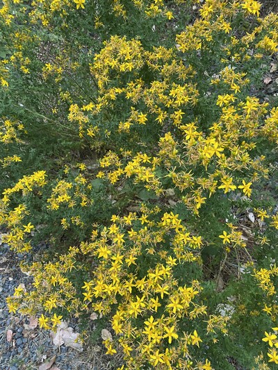 Unnamed Image