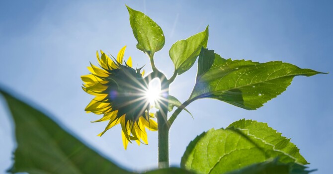Fall Wellness, Seasonal Allergies & the Metal Element: A Traditional Chinese Medicine Perspective