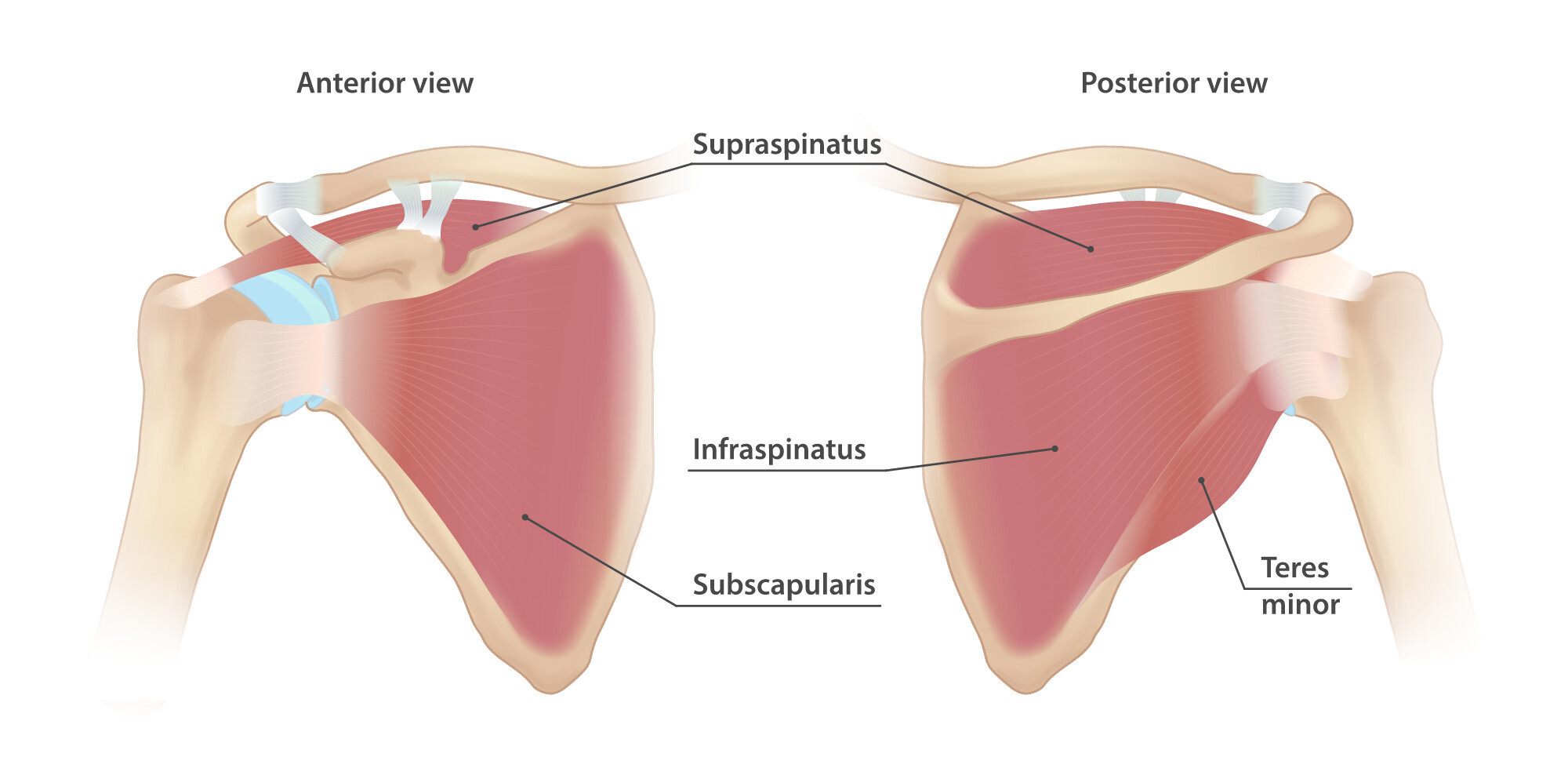 rotator_cuff_muscles