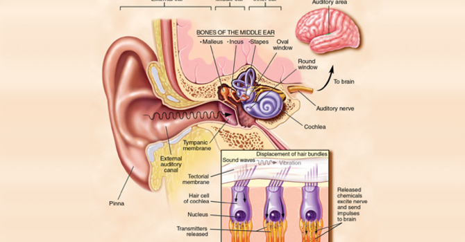 Is Hearing Loss Linked to Memory Loss? image