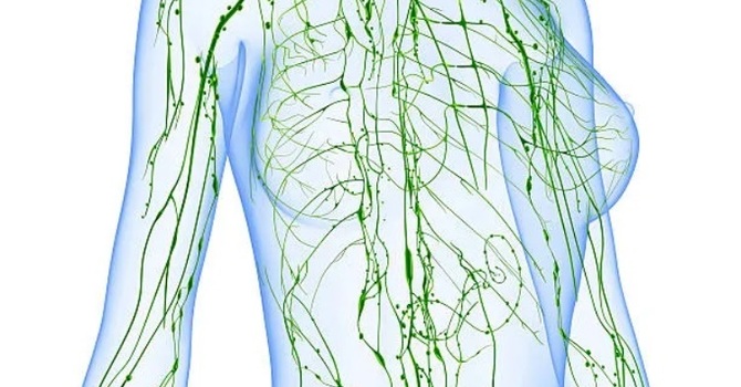 Introduction to Lymphatics